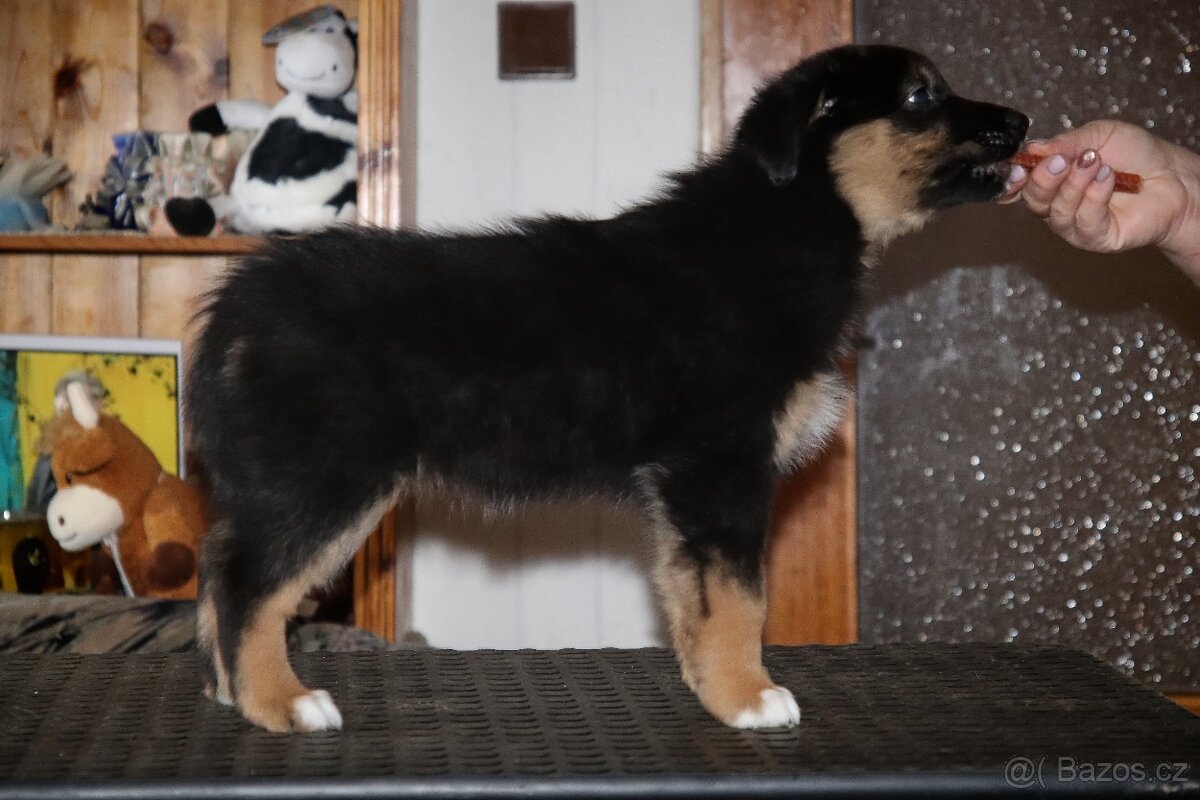 Australských ovčák s PP - 9