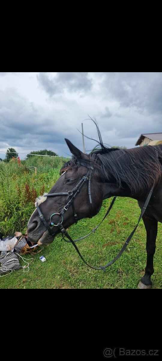 Uzdečka s mexickým nánosníkem - 9