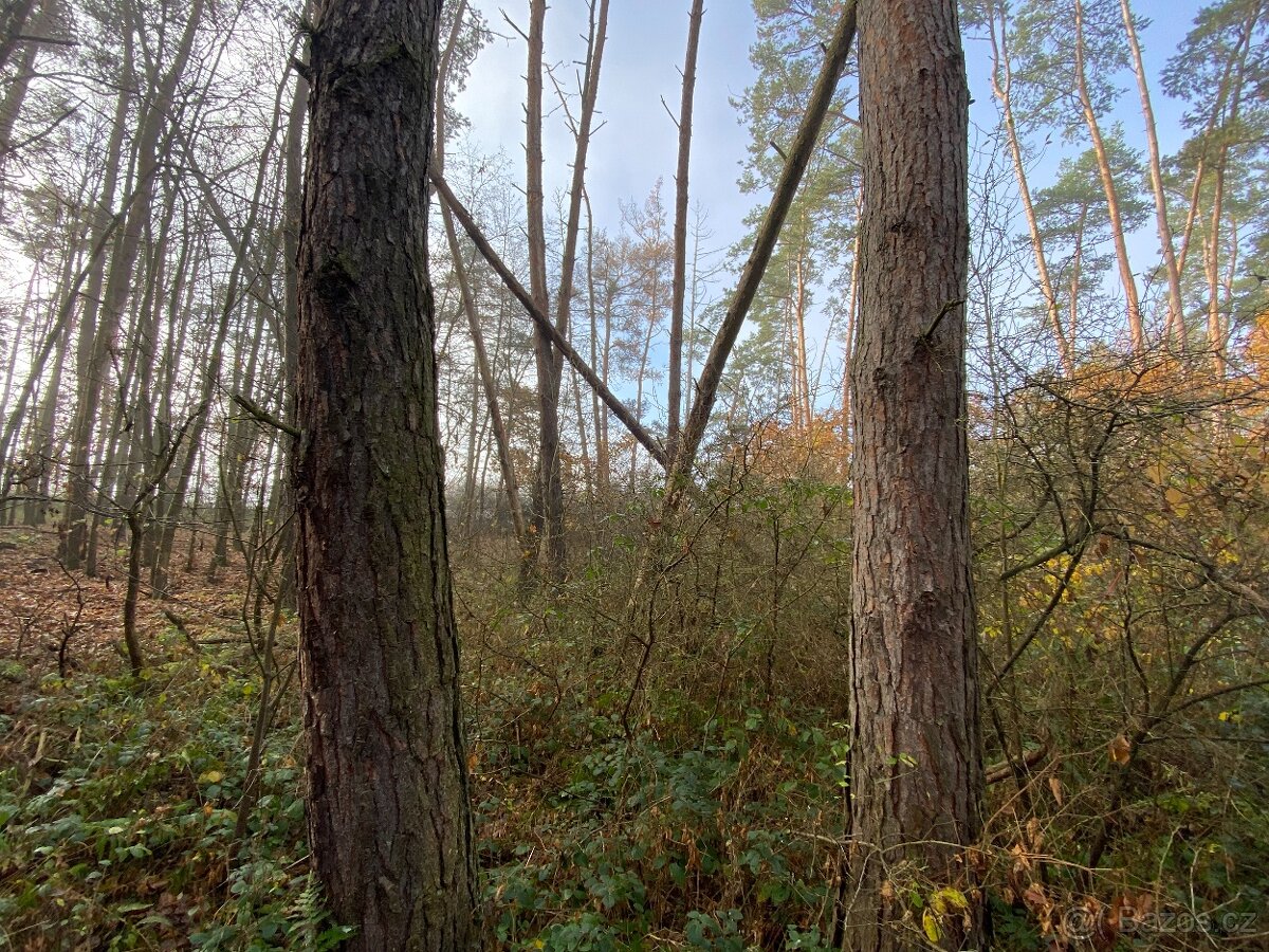 Lesní pozemek Chářovice - 9