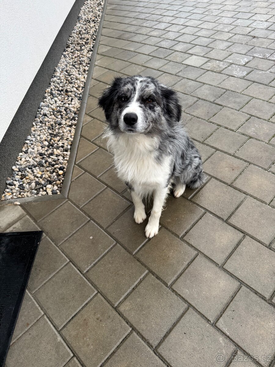 Štěňátka border kolie - 9