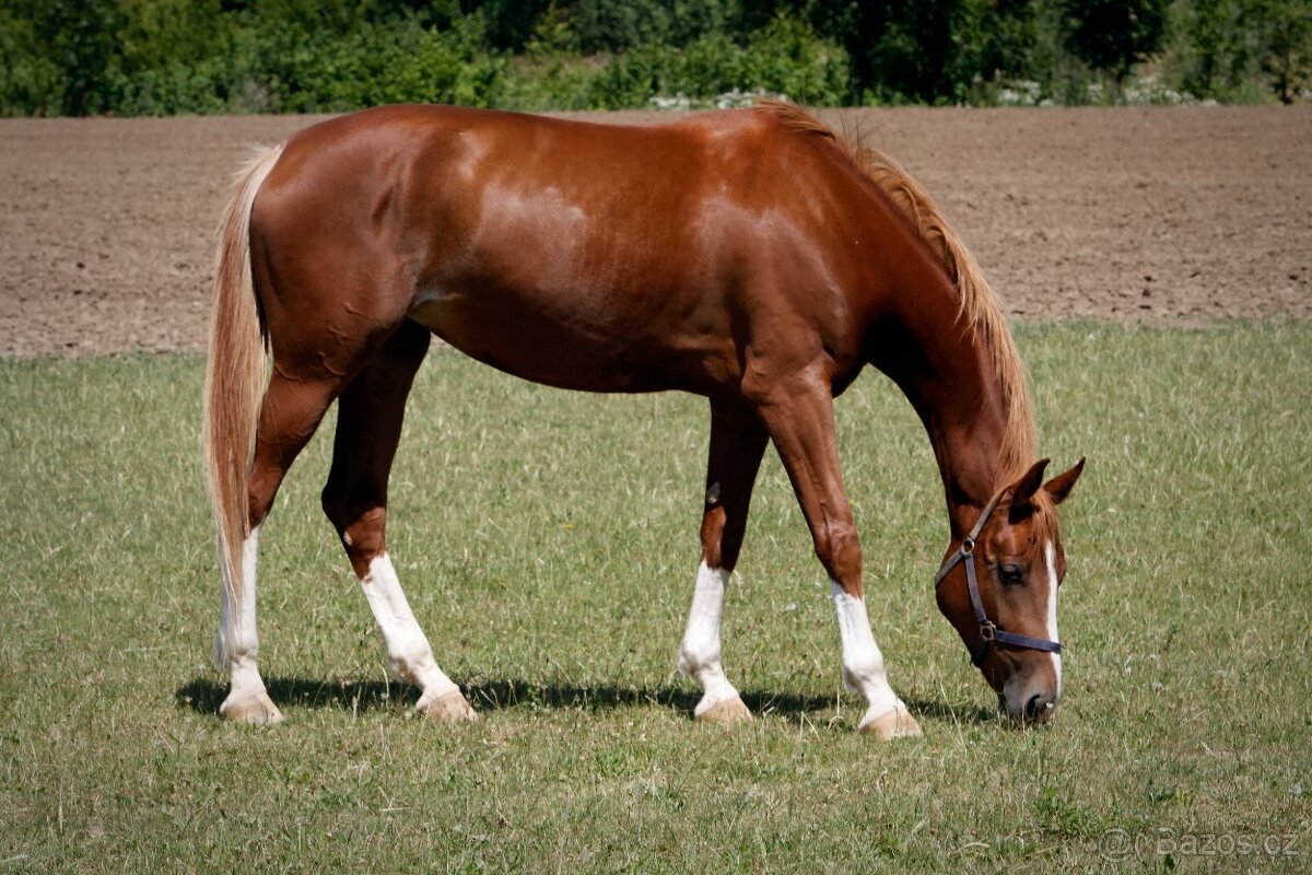 Prodám sedmiletou klisnu do vyššího sportu - 9
