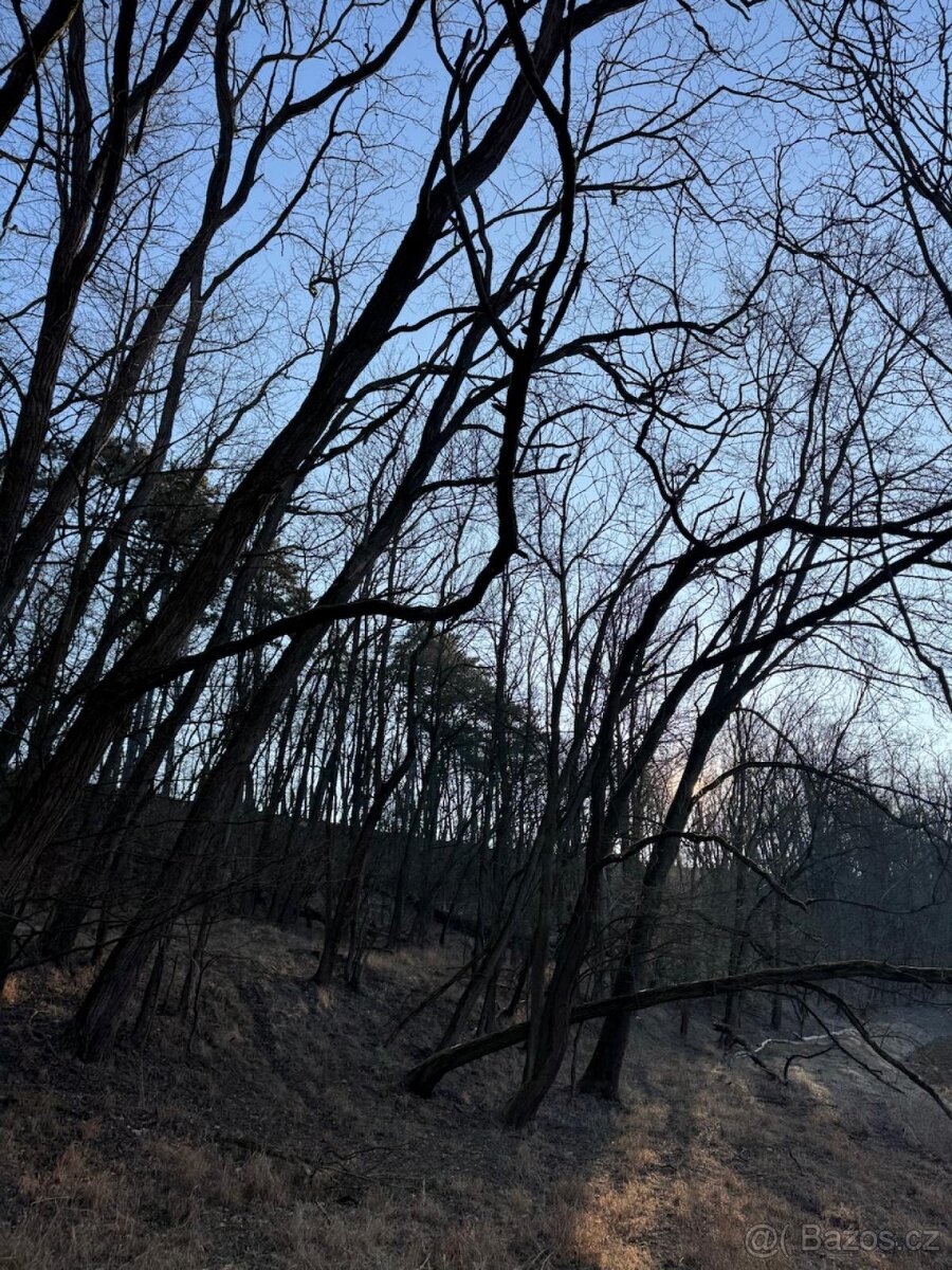 Prodám lesní pozemek v katastrálním území Radouň - 9