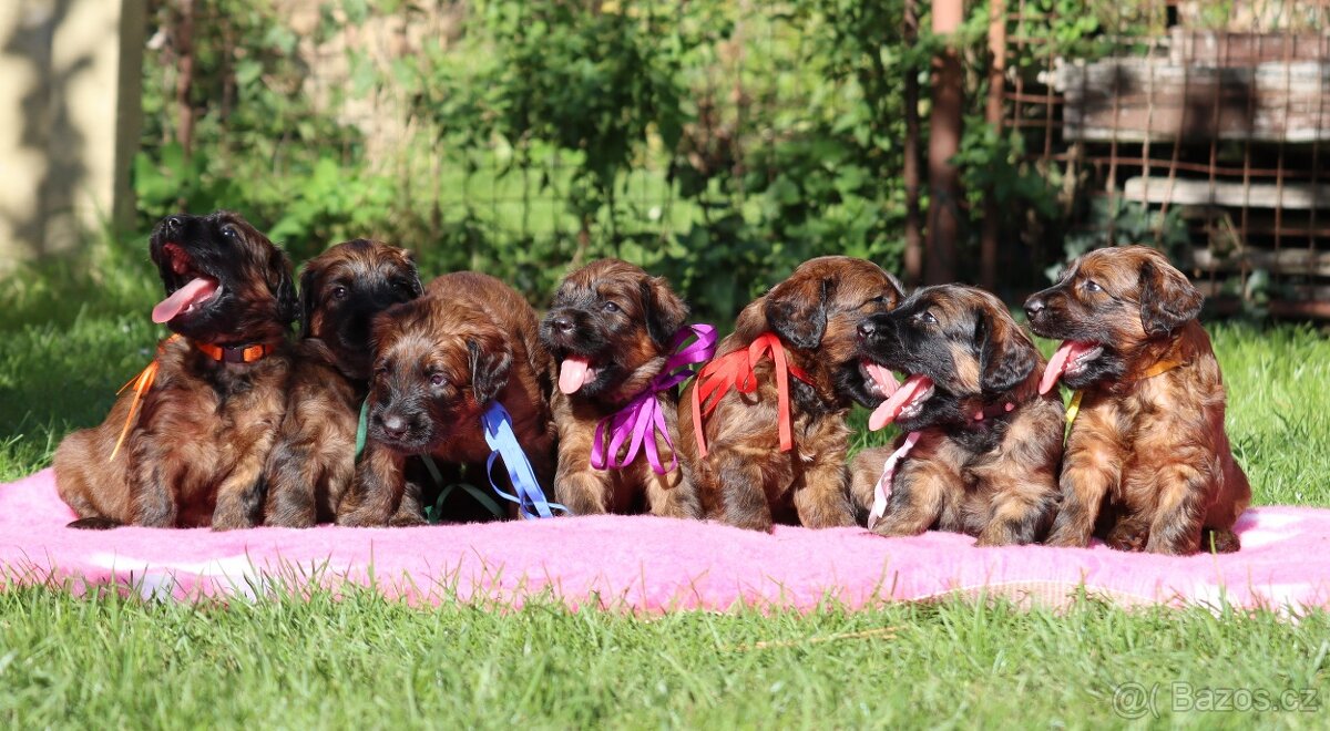 PLAVÁ ŠTĚŇÁTKA BRIARDŮ - 9