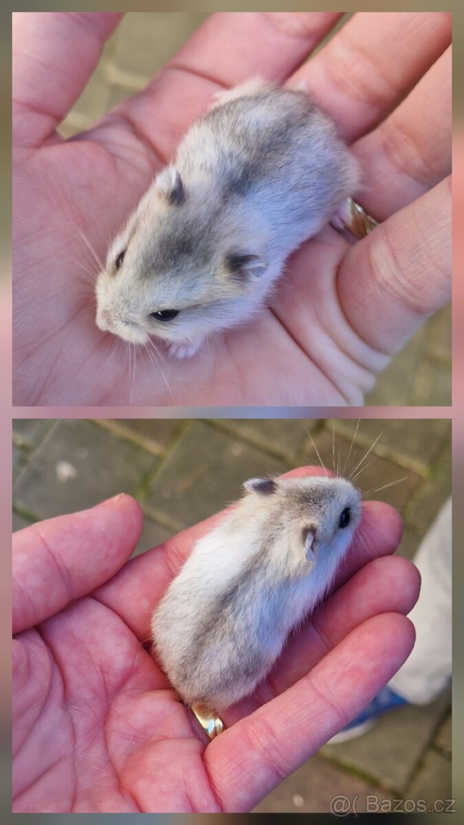 Mláďata křečka džungarského - 9