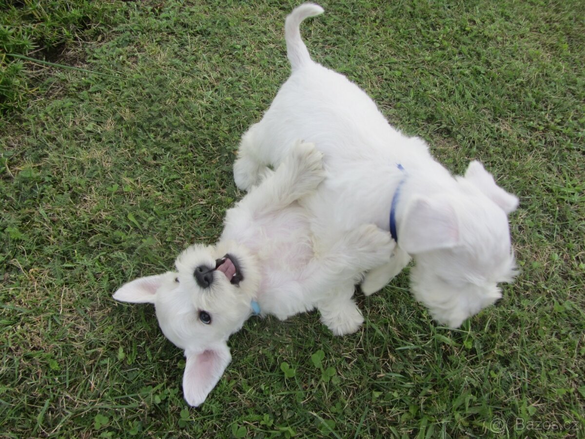 CHS Švarcava - Knírač malý bílý s PP - 9