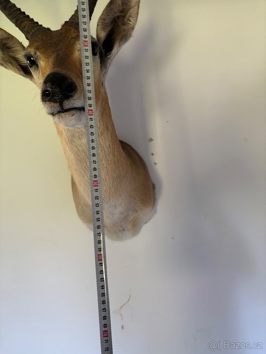Nádherná Lovecká Trofej - IMPALA Afrika - TOP - 9