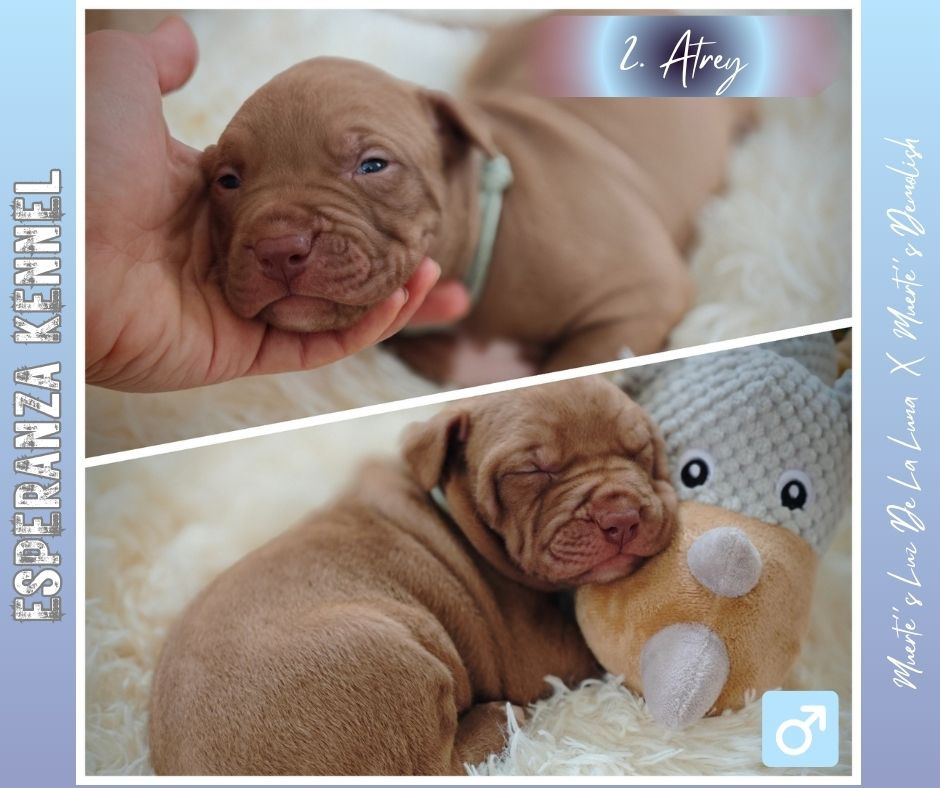 Americký pitbull teriér štěňata s PP - 9