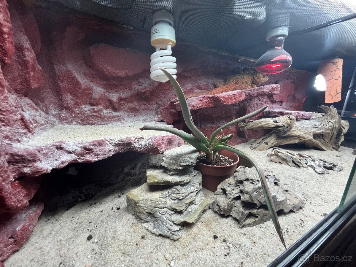 Prodám agamu+ všechny vybaveni. Rychlá koupe sleva 500 a vic - 9