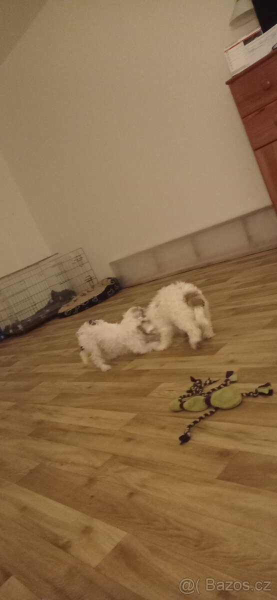 Čínský chocholatý pes - 9