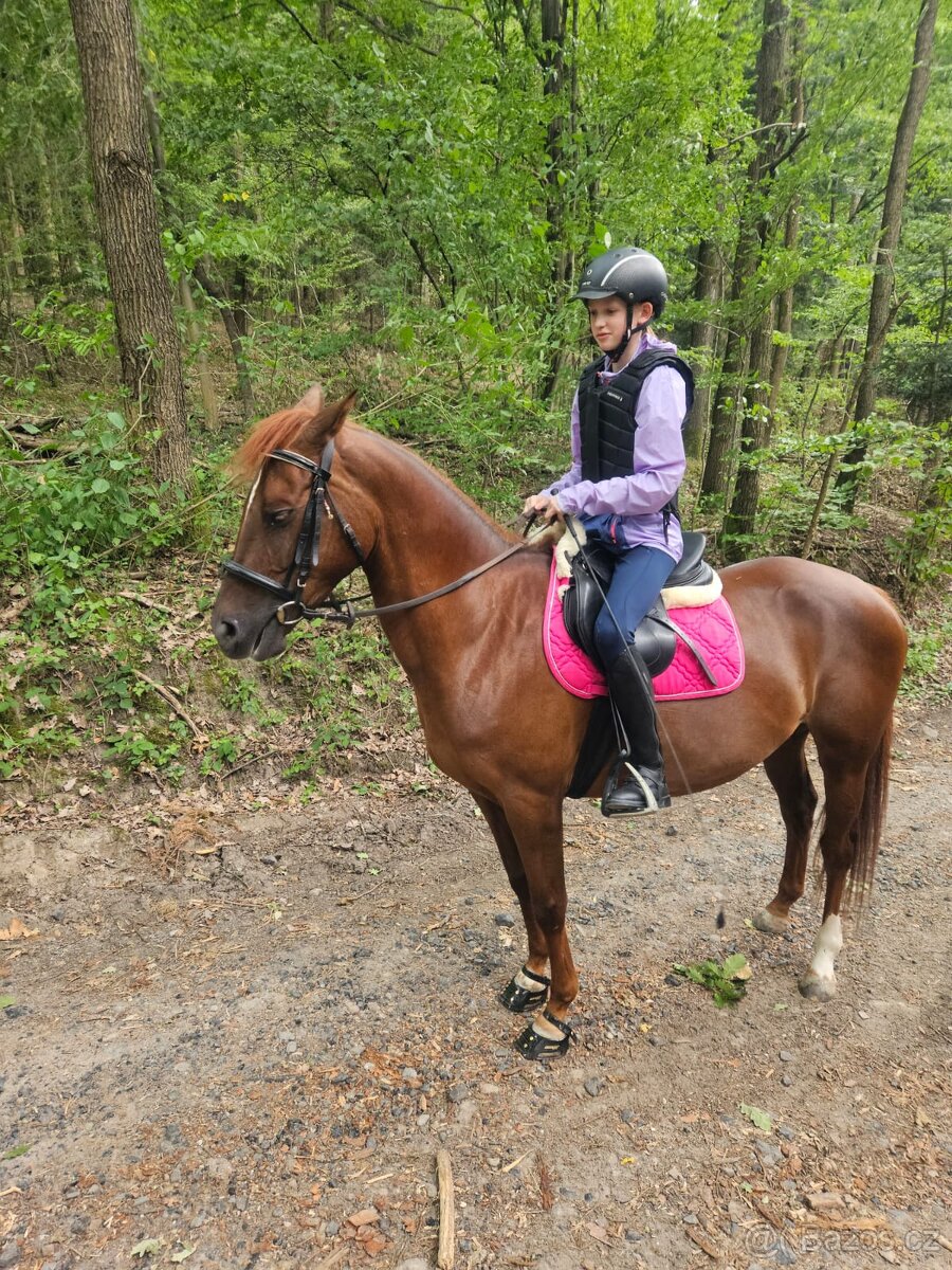 Pasování botek pro koně: - 9