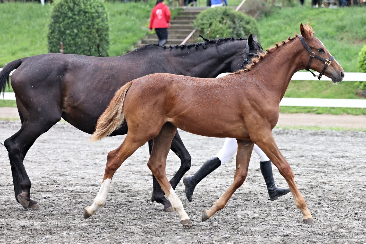 Klisnička po One And Only (Don VHP) - 9