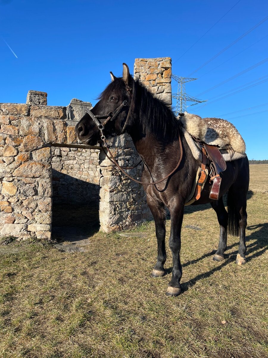 Milionový valach - 9