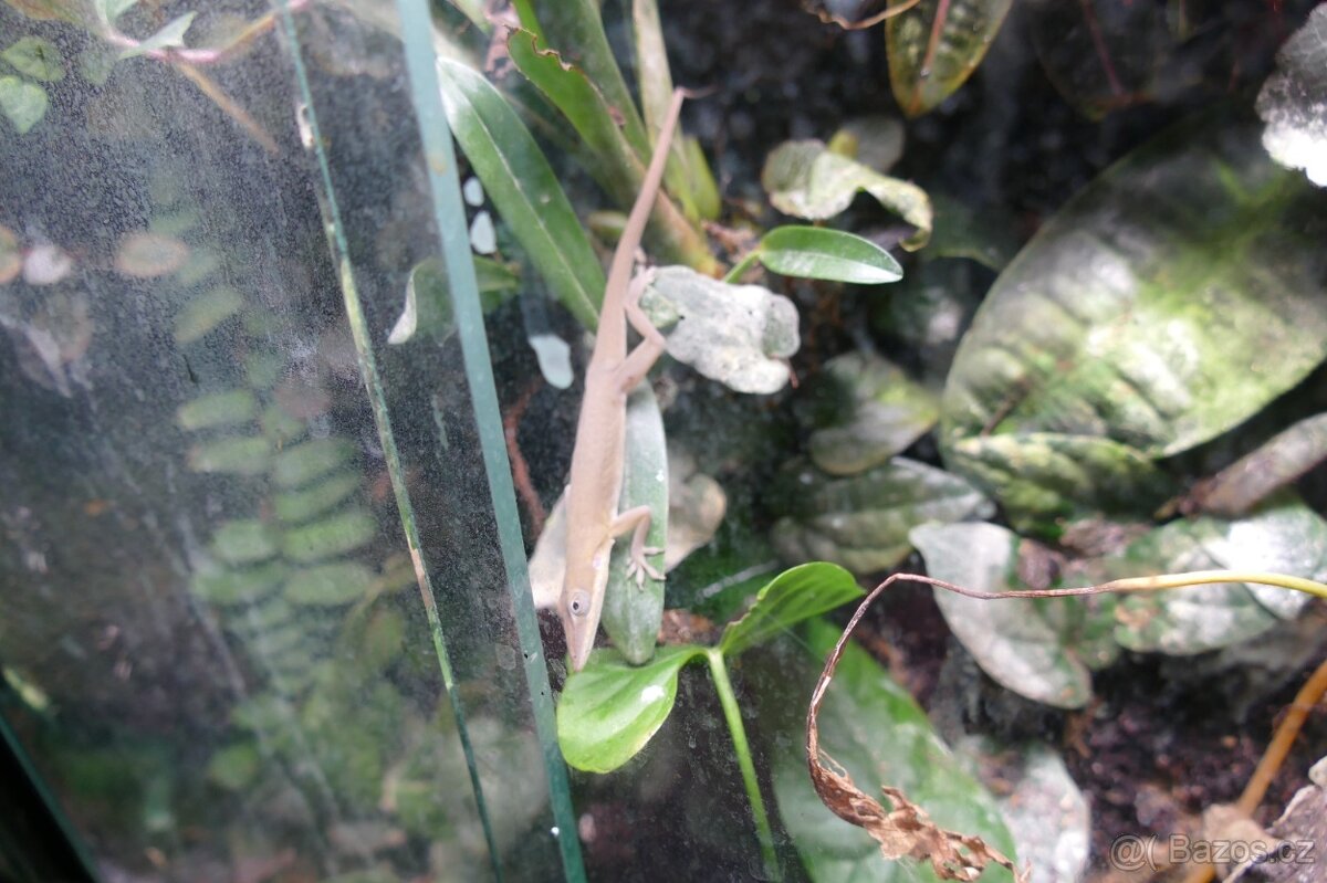 Pagekon řasnatý, Anolisové - 9