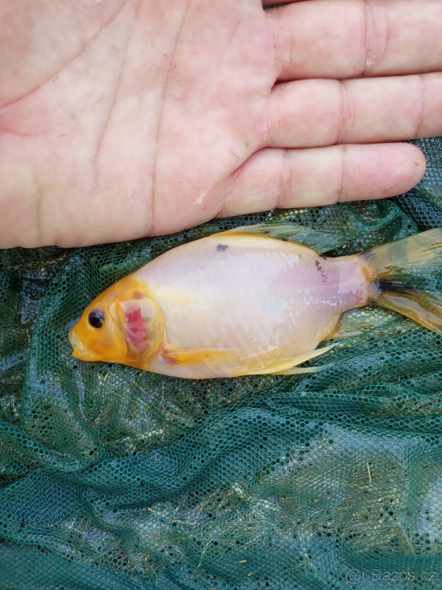 Jezírkové ryby na prodej - 9