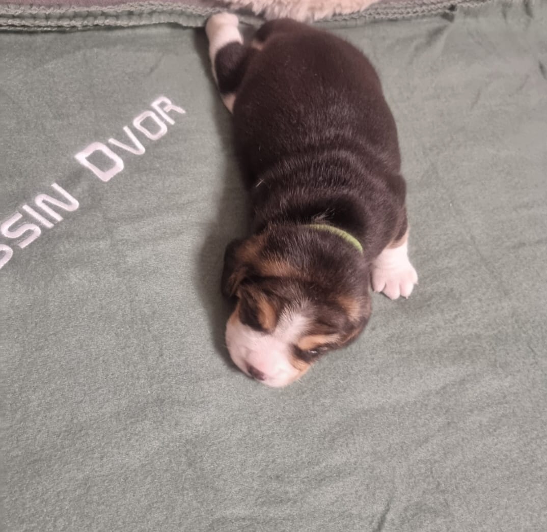 Bígl, Beagle, štěňátka - 9