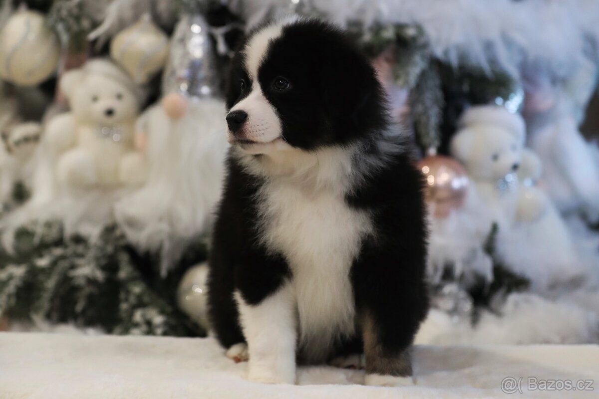 Miniaturní americký ovčák - 9