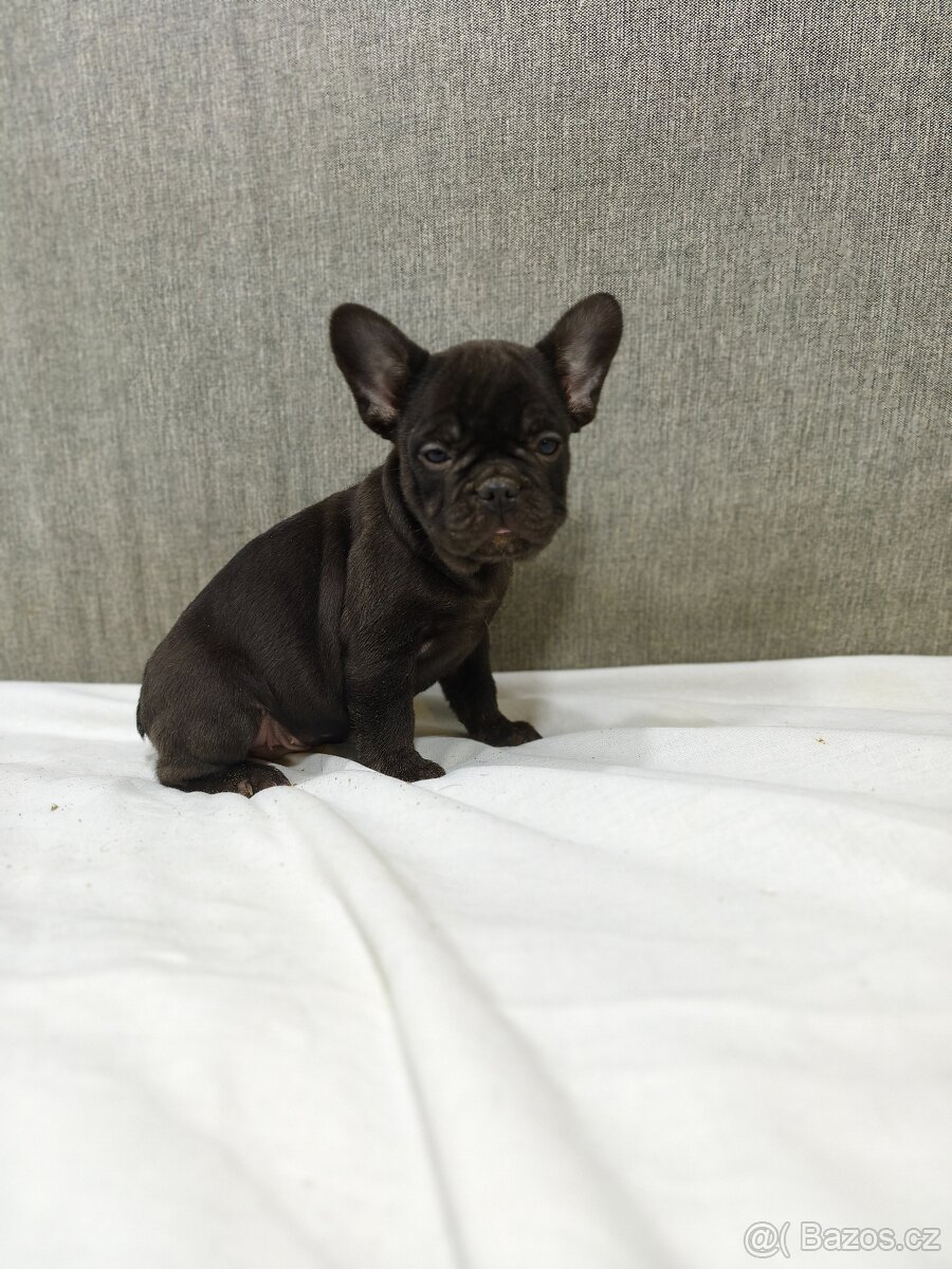 Francouzsky buldoček - 9