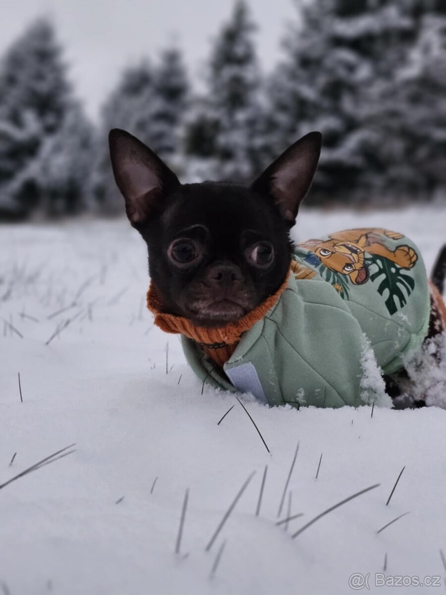 Čivavy chlapeček - 9