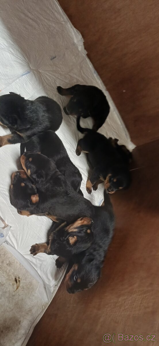 REZERVACE Štěňata rotvajler bez PP - 9