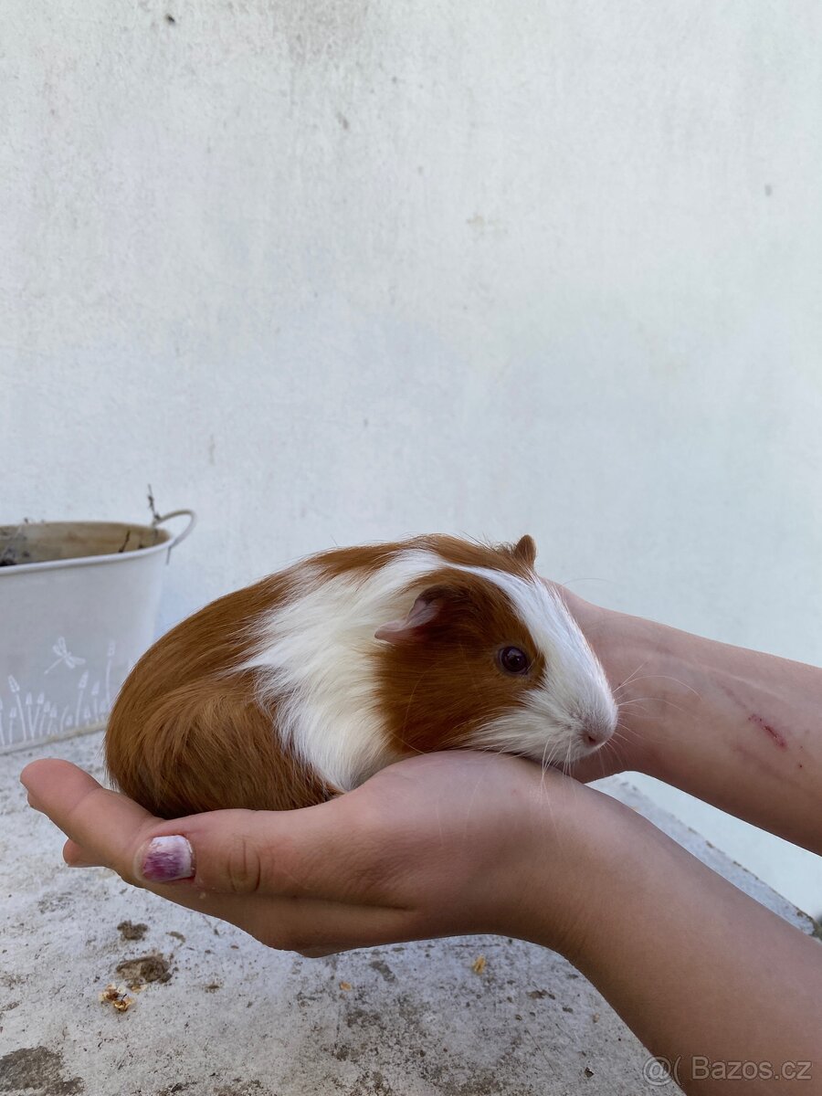 Prodám morčata - 9