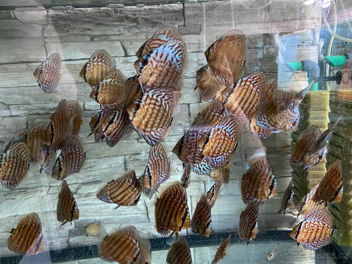 Discus, terčovci RED Tyrkys - 9