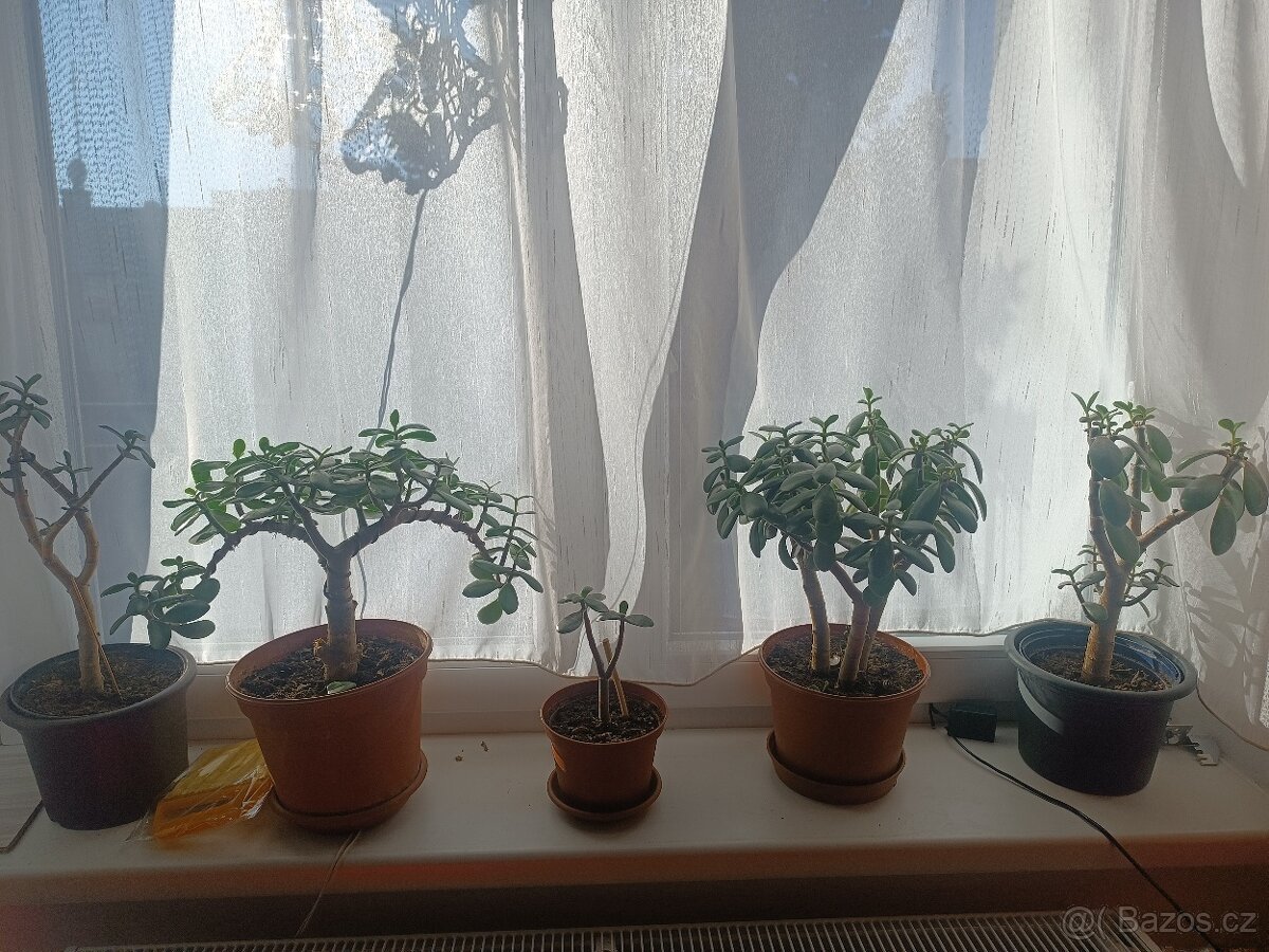Prodám tlustice + palmy + jiné rostliny - 9