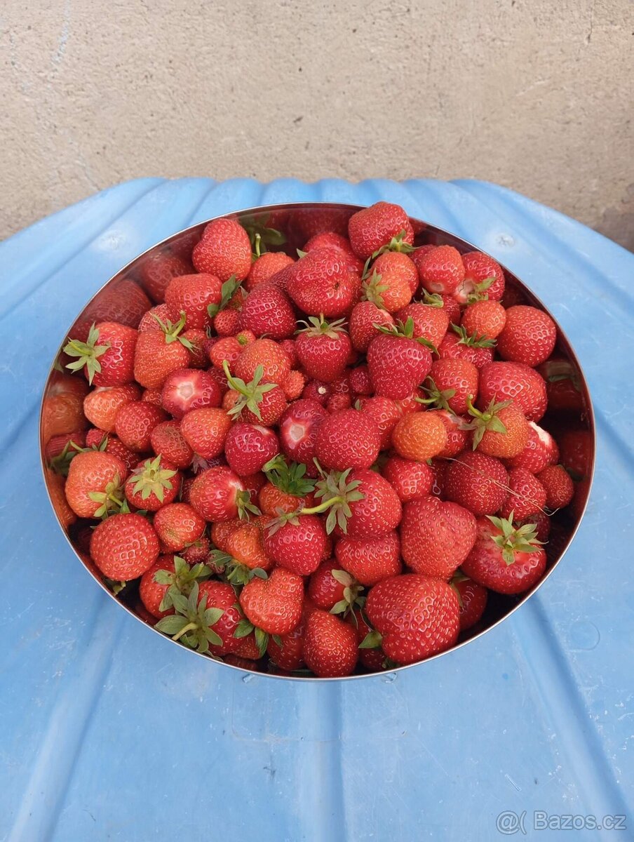 Velké množství rostlin - 9