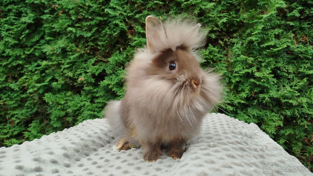 Zakrslý králík, králíček -(lvíček)-NATANIEL - 9