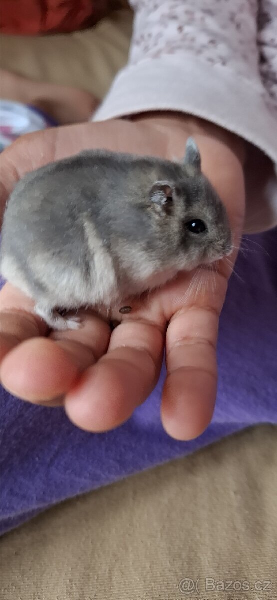 Křeček džungarský - 9