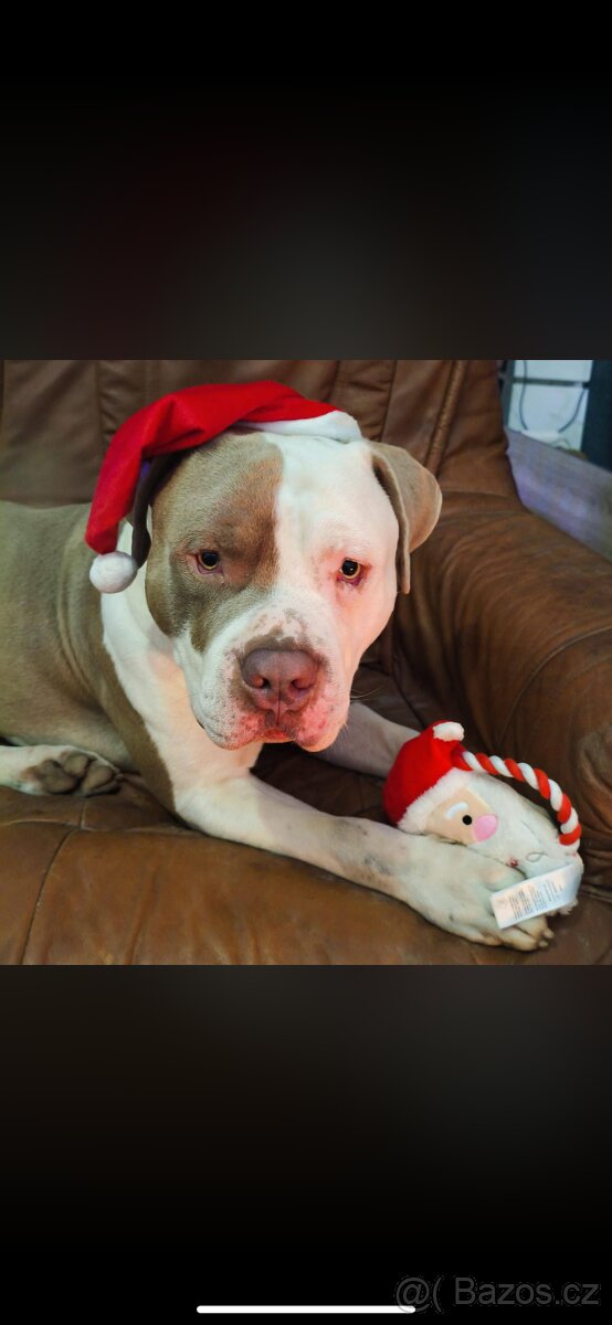 American Bully XL - 9