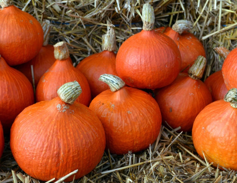 Semena letniček, Ačokčy, dýni Hokaido - 9