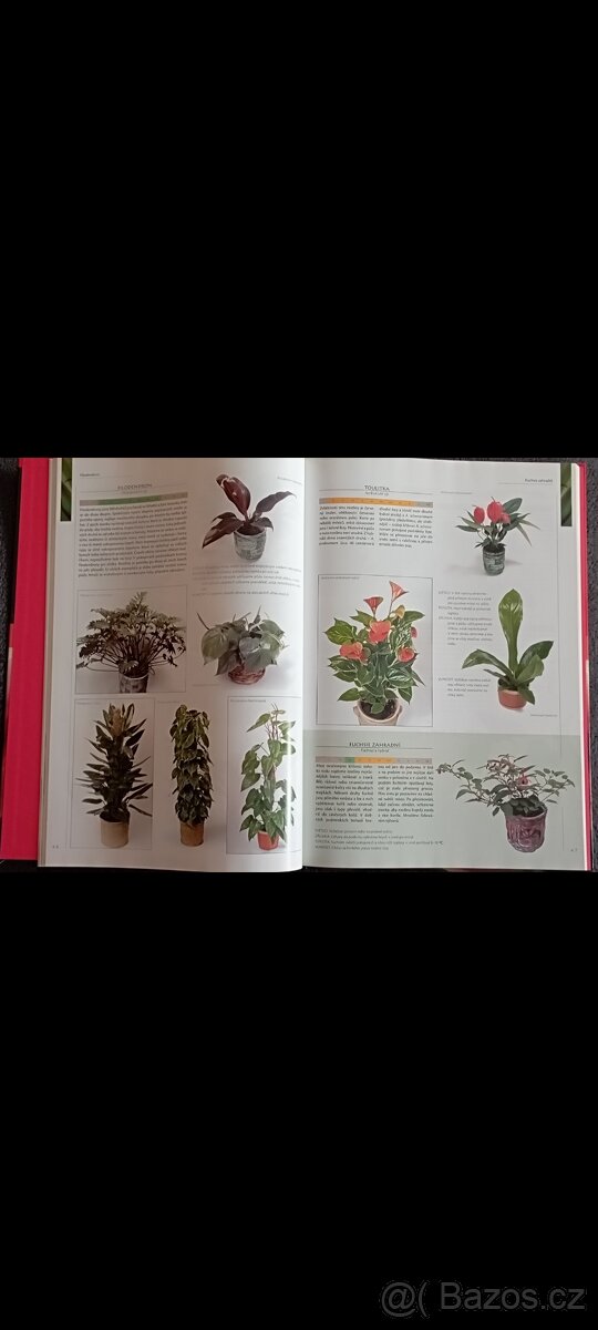 Pokojové rostliny - 9