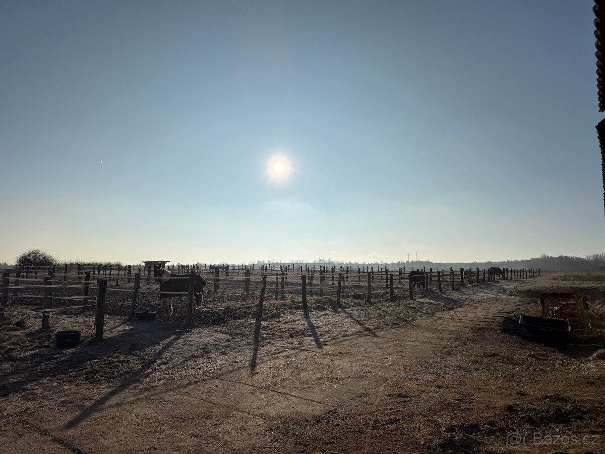 Ustájení koní - box - 9