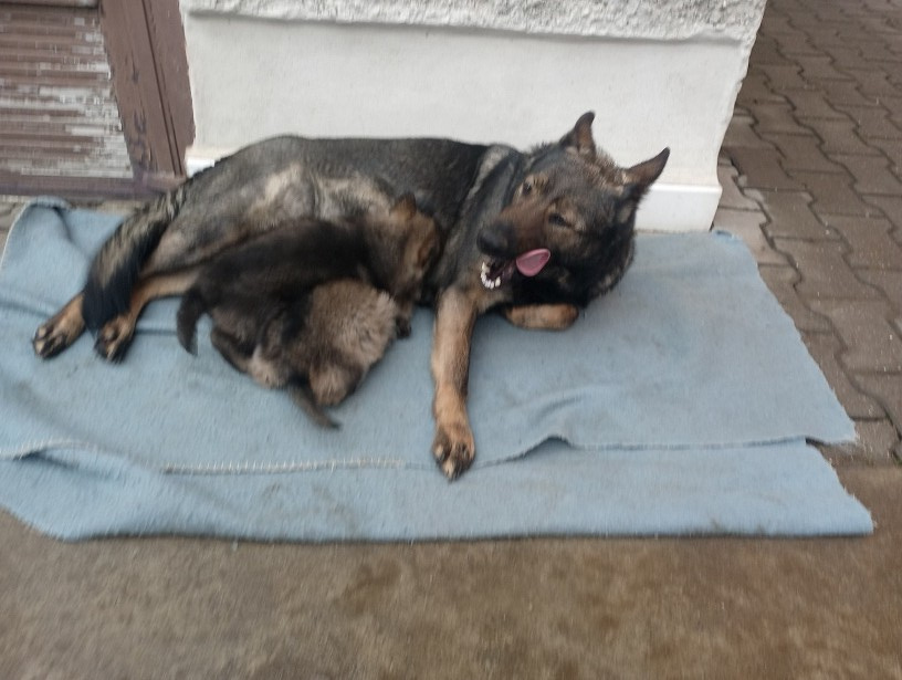 Německý ovčák štěnata s PP - 9