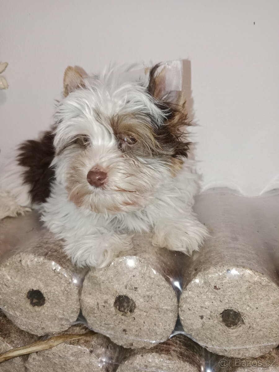 Jorkšírský teriér s pp - 9