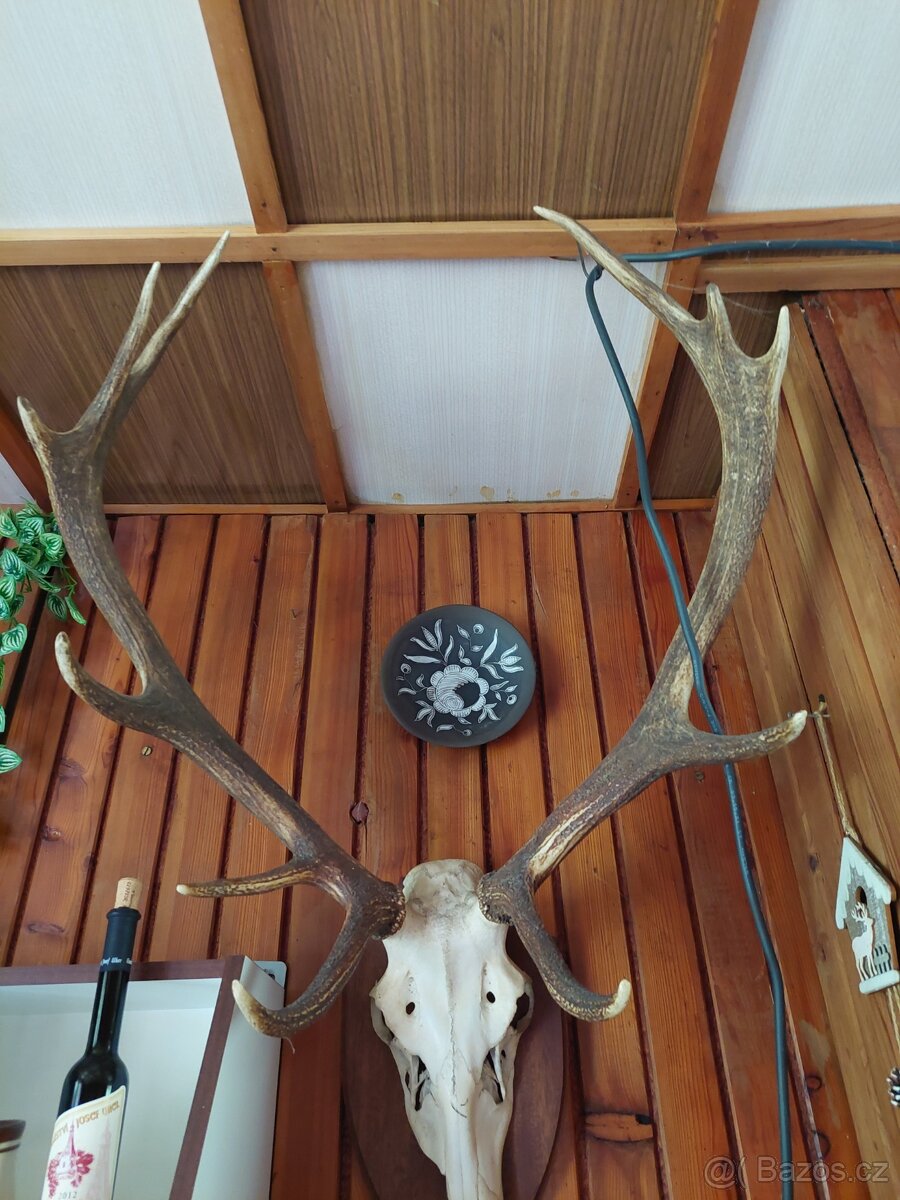 Vypreparovaná zvířata a parohy. - 9