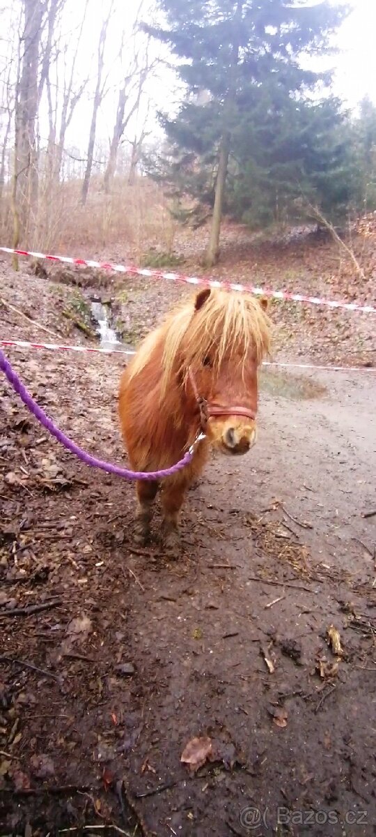 Pronájem pony - 9