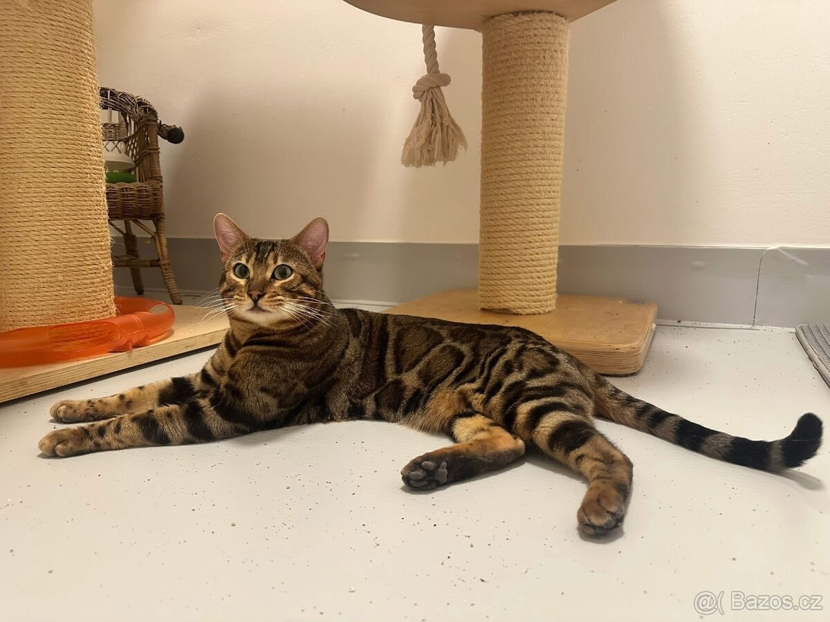 Bengálská kočka - 9