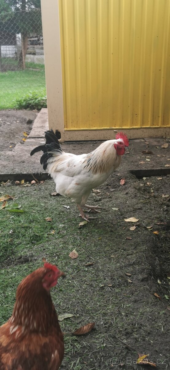 Kohouti 2x - 9