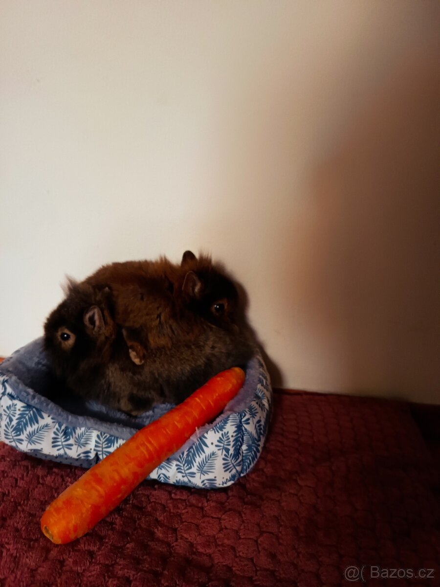 Zakrslý králíček - 9