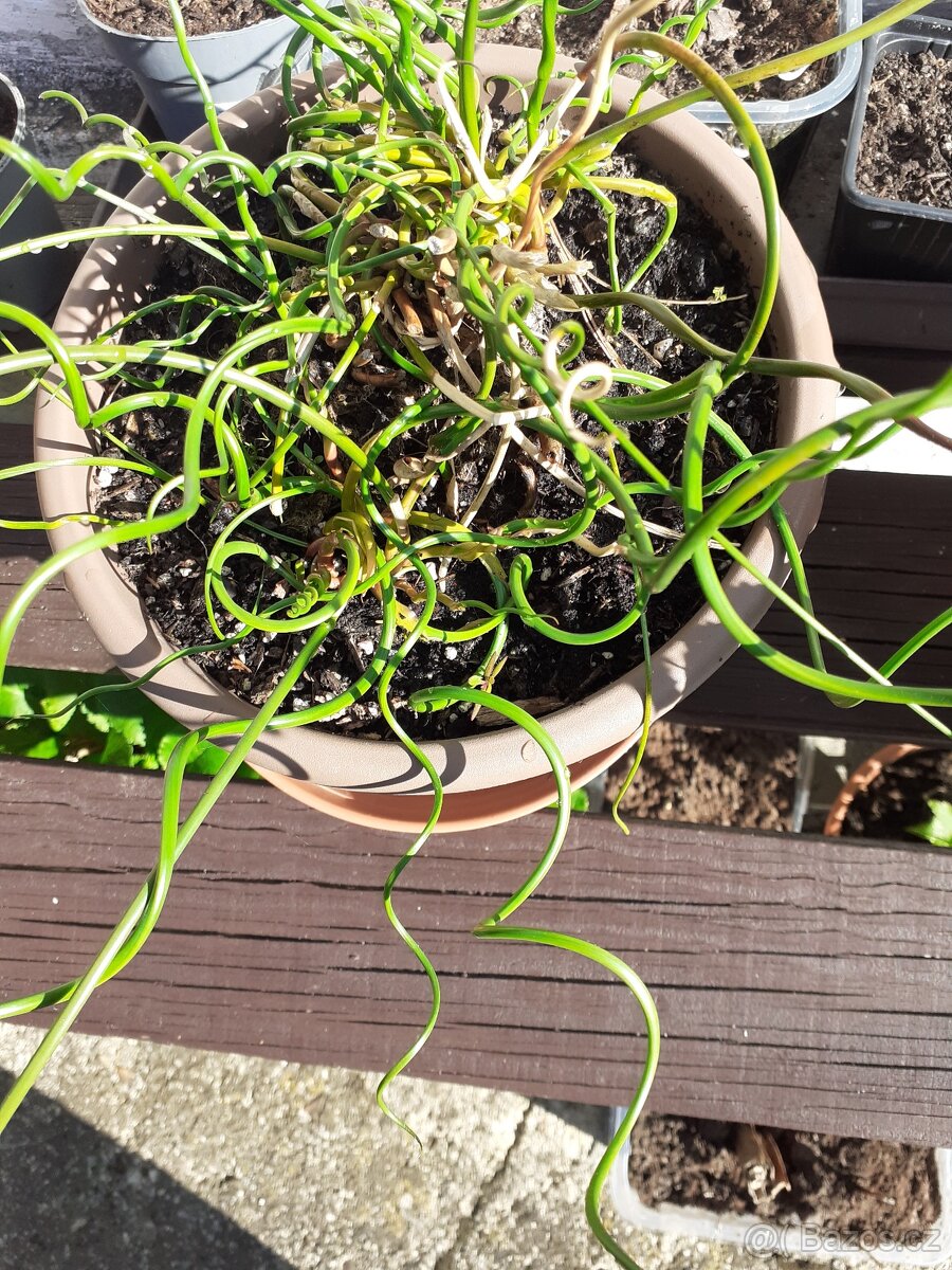 pokojové rostliny - 9