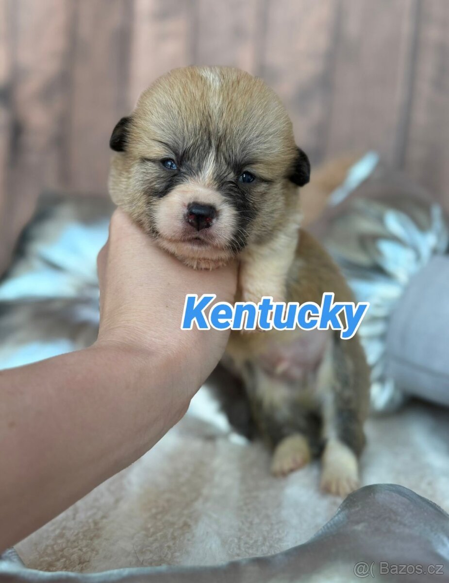 Welsh Corgi Pembroke - 9