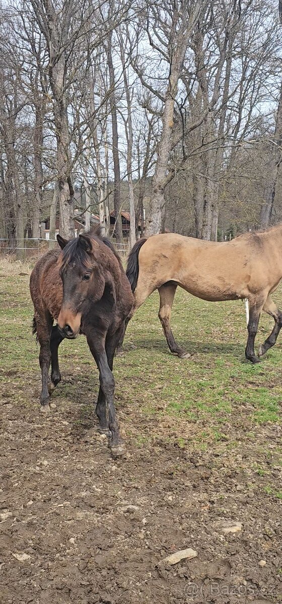 Lusitano hřebeček - 9
