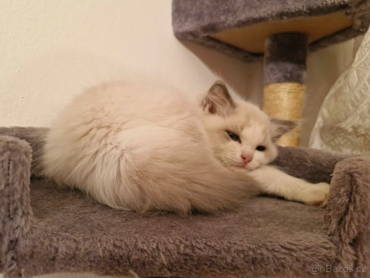 Kocourek Ragdoll - 9