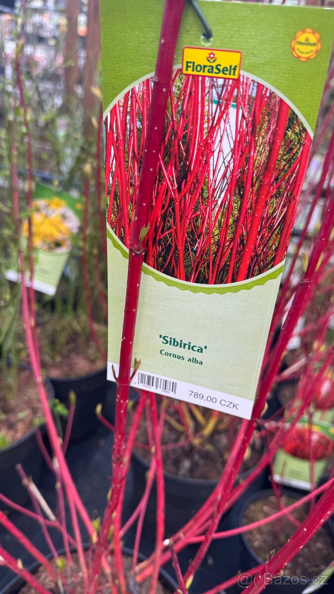 Levandule, bobkovišeň, barvínek - 9