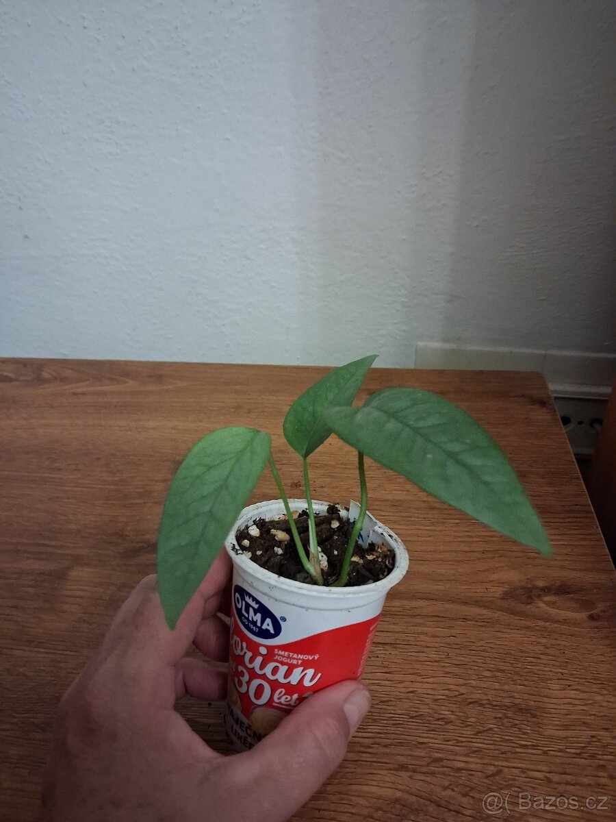 Pokojové rostliny 1 - 9