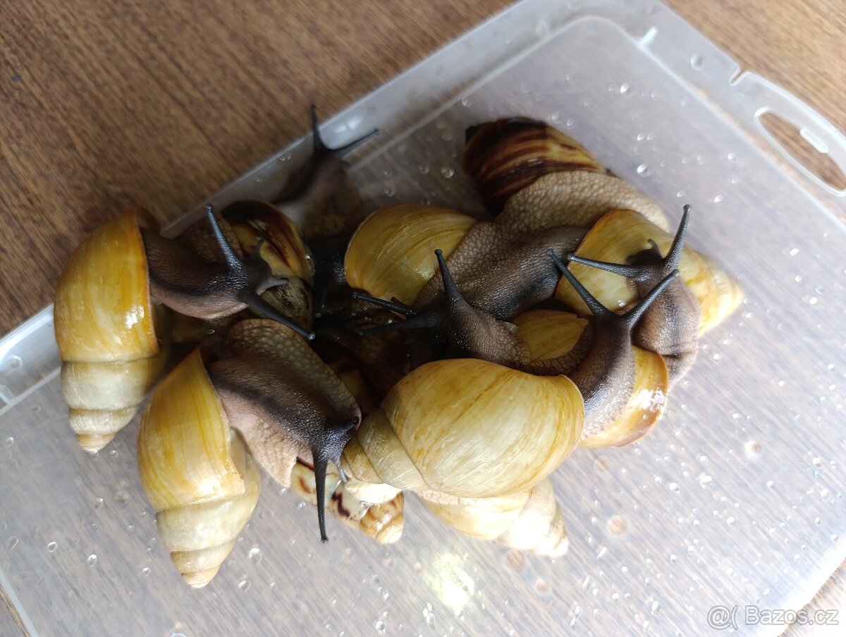 Archachatina marginata candefacta Cameroon - 9