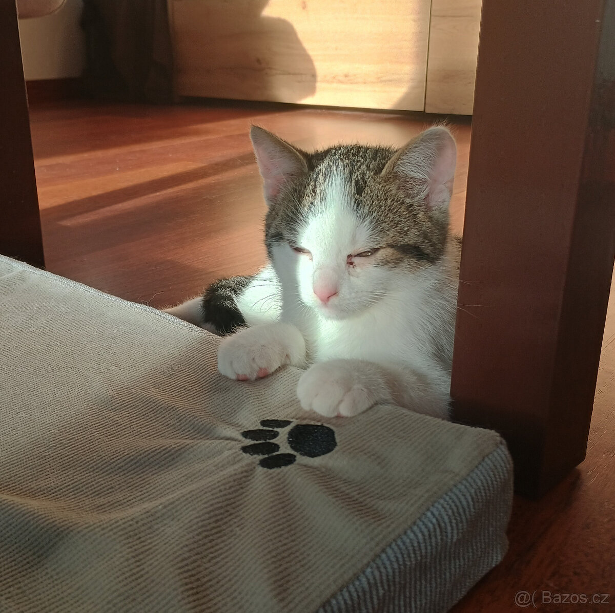 Koťata, kotě, jen do dobrých rukou - 9