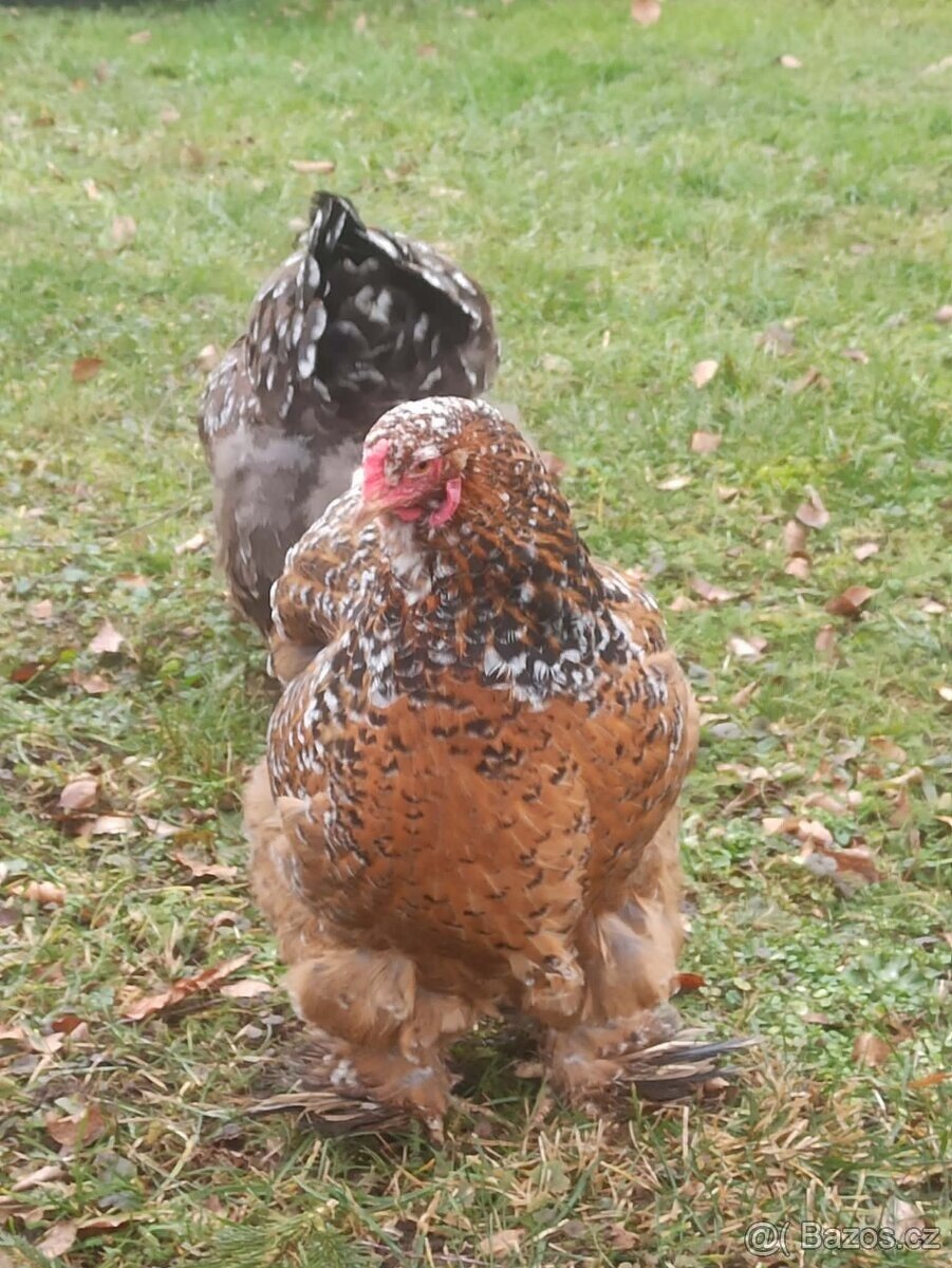 Brahmánka velká - 9