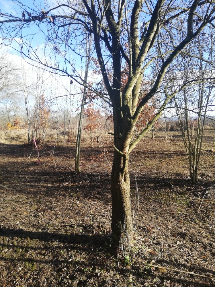 Olomouc řepčín zahrádka 455 m2 - 9